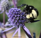 A yellow-faced bumble bee, Bombus vosnesenskii, sipping nectar from an Amethyst Sea Holly, Eryngium amethystinum, in Sonoma. (Photo by Kathy Keatley Garvey)